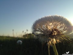 Paardenbloem