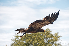 Adelaar in vlucht